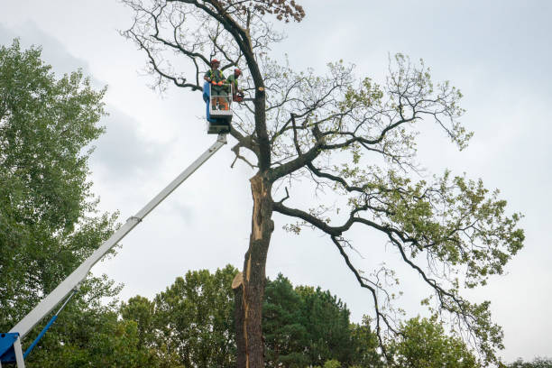 Tree Root Removal in Kewaskum, WI